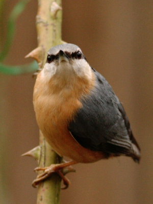 Met veel plezier ben in de laatste maanden mijn nieuwe 400 mm lens aan het uitproberen na jaren van matig scherpe foto's.
Deze maakte ik in de tuin met F 5.6, 1/500 en iso 1600.
Hebben jullie tips voor verbetering ?