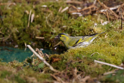 1 van de vele sijzen die op doortrek zijn en zich tegoed doen aan de zaden van de dennen. om hun dorst te lessen komen ze bij mijn favoriete drinkpoel. 500mm 200iso F8 1/750