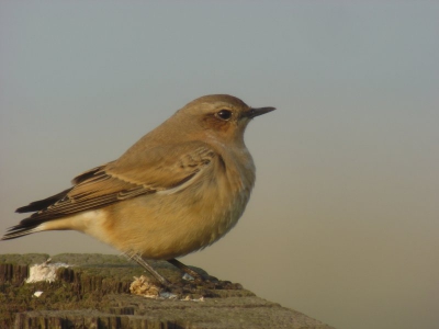 Foto gemaakt met Sony p92 en een Zeiss Diascope 85