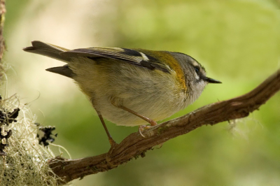 Tijdens de wandelingen langs de levada's (irrigatiekanaaltjes) kregen we regelmatig bezoek van deze vuurgoudhaantje van Maderiaanse afkomst. Soms moest ik enkele stappen terugdoen omdat mijn kortste scherpstelafstand 3,5 meter is.
Heel bewegelijk maar absoluut niet schuw hier op Madeira. De vogels die in Nederland vrij "tam"zijn, zijn juist op Madeira weer veel schuwer. (zoals Merel).

Canon Eos 20D en Canon 400mm f/5.6L USM
f/5.6 - 1/640 sec - iso 800 (handheld)