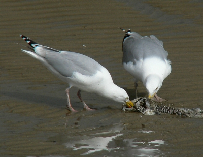 De twee meeuwen waren lekker de restje uit dez vis aan het plukken genomen tijdens dat zelfde rondtje alleen iets eerder.
Panasonic FZ30+raynox2,2 converter