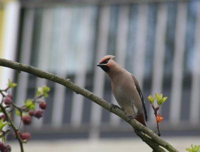 Eindelijk vogels dichtbij! Ik hoorde dat ze heel tam waren en dat waren ze ook. Eindelijk niet al te veel last van de afstand. Ben er erg blij mee. Tips over bewerking en andere camera instellingen erg welkom