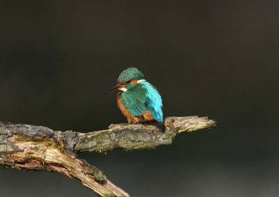 Doordat er een wolk gedeeltelijk voor de zon kwam, werd de ijsvogel zelf nog wel beschenen en werd de achtergrond donker en kon ik deze fantastische plaat schieten.