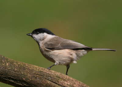 Ik ben zelf erg blij met de fijne kleurencombinatie van deze foto, helaas is het koppie niet helemaal scherp.