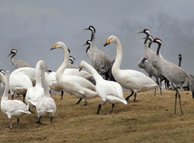 Veel wilde zwanen tussen de kraanvogels bij Naturum Trandansen, Hornborgameer, Vaster Gotland, Zweden