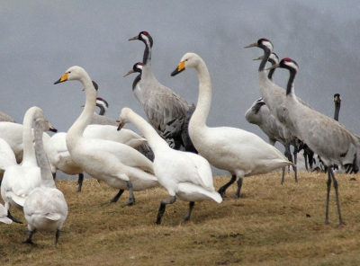 Veel wilde zwanen tussen de (7000) kraanvogels bij Naturum Transdansen aan het Hornborgameer in Vaster Gotland, Zweden.