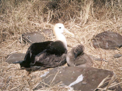 Op het kleine eiland Espanola in de uiterste zuidoost hoek van de Galpagos eilanden komt de enige broedkolonie van deze albatros soort voor. Als de paarvorming succesvol is verlopen wordt 1 groot ei direct op de kale bodem gelegd, waaruit na circa 2 maanden een bruin donzig kuiken verschijnt.
Scan van foto van dia.