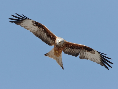 In een poging mijn deelname aan birdpix iets op te schroeven bij deze een paar posts.

Op deze prachtige dag met Rode Wouwen-onderzoeker Paul Voskamp naar de Oostelijke Ardennen geweest. Twee Rode wouwen vlogen af en toe boven jachtafval (wild zwijn en ree) en na een uurtje wachten (staand in een bosrand en met camo-doek over me heen) kwamen twee vogels dichtbij langs. Naast een serie bruikbare opnamen toch ook helaas de nodige onscherp; misschien verwacht ik teveel van de autofocus van de 20D. 

Canon eos 20D, 600 IS + 1,4x, iso400, 1/1000 sec @ f8.0