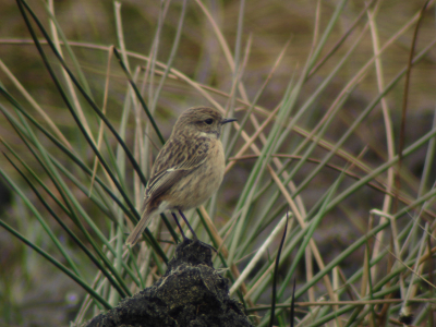 Wie kan mij helpen?
ik kan de kleur van deze foto niet natuurgetrouw krijgen. er zit een lelijke geelzweem in en ik heb van alles geprobeerd!

dit is een onberwerkte foto.