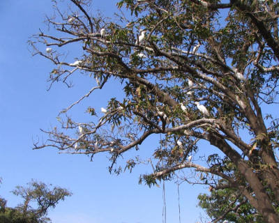 Koereigers zijn de meeuwen van The Gambia. Vuilnisbelten zitten vol met Koereigers. Hier op de enorme markt van de grootste stad van The Gambia zitten de Koereigers in bomen te wachten op een hapje (50% crop)