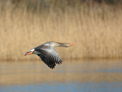 Vanmiddag in de duinen geweest bij Renbaanveld waar ook de aalscholver kolonie gehuisvest is, vloog deze Grauwe gans langs.