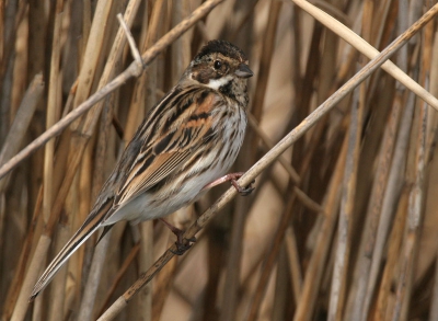 canon 20D / Canon 300mm + 2x extender.
Iso 200 , f8 , 1/640 -2/3 stap uit de hand.