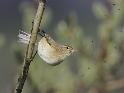 Deze Tjiftjaf verbleef geruime tijd in een kleine bloeiende wilg maar was, zoals phylloscopen betaamd, akelig beweeglijk. Naast het nippen aan de nectar in de katjes (zie voor meer fotos de pbase-site) werden ook regelmatig muggen gevangen op een windluwe plek. 
De laatste tijd probeer ik diafragma meer te knijpen dan voorheen voor meer scherpte(diepte)  maar ik ben er nog niet helemaal uit of deze aanpak werkt (de Danibabi-scherpte is er nog steeds niet helemaal maar we houden stug vol).