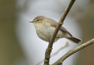 Tijdens een korte pauze in het park deze tjiftjaf vastgelegd.
Canon 20D canon 500mm 4.5 met 1.4 converter