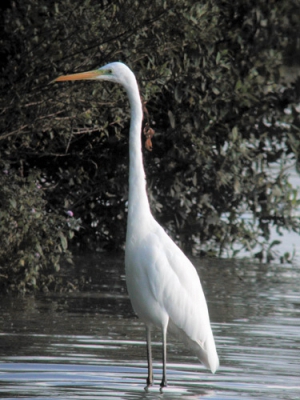 <i class='fa fa-user'></i> BAY | Grote Zilverreiger  <i class='fa fa-eye'> 481</i>   <i class='fa fa-comment-o'> 0</i>