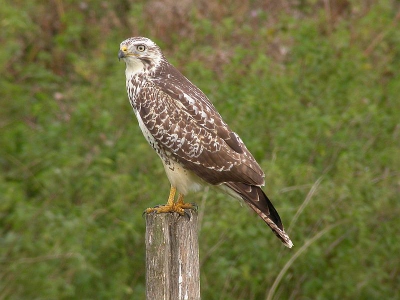 <i class='fa fa-user'></i> ricootten | Buizerd  <i class='fa fa-eye'> 861</i>  <i class='fa fa-thumbs-up'> 7</i>   <i class='fa fa-comment-o'> 0</i>