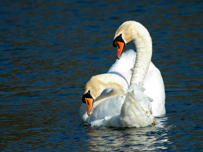 Liefkozend nagenieten van de daad. Drietal fotos gemaakt van deze twee.