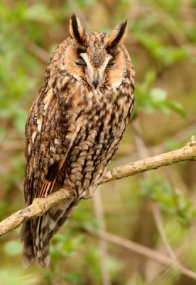 Door een vrijwilliger van Natuurmonumenten werden we na de teldag op de dintelse gorzen geattendeerd op een dwergooruil; we waren snel de auto uit, bedankt voor de tip want dichtbij zat hij wel.