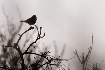 Aangezien de Blauwborst erg veel tegenlicht had en wat ver weg, heb ik er maar een silhouet van gemaakt en gewacht tot er uit volle borst gezongen werd.

Canon 1D Mk.II, 500/4L, 1.4xTC, bonenzak, beetje gecropt