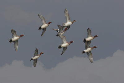 Dit is mijn 1e echte truckage foto. Smienten nauwkeurig geselecteerd van een andere foto (18/3 2006), compositie verandert en op een donkere Maartse buien lucht gezet, ook genomen met 400mm lens en zelfde diafragma (op 27/3 2006). Vind dat er zo aardig wat dramatiek in het beeld komt.