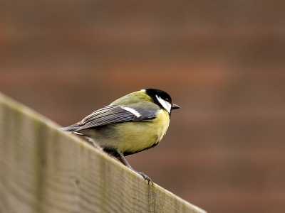 Even lekker in de tuin wat plaatjes schieten 

Iso 200, 1/25, f/8, 300 mm met 1.4 x extender