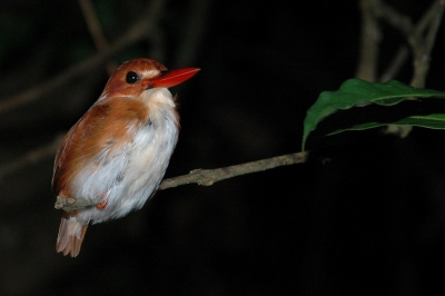 Tijdens een nachtelijke zoektocht naar Lemuren en kameleons zat deze pygmy kingfisher op ooghoogte te rusten. D70, Nikkor 24-85, SB600