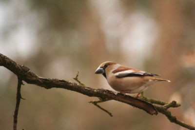Weer volop appelvinken in Biron
hierbij mevrouw appelvink