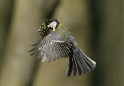 iso 400 ; f7,1 ; 1/2500 ; -1 stap.
Deze koolmees was druk bezig met het inrichten van een nestholte. Net naast de opening gefocused en wachten tot hij/zij er aan kwam.