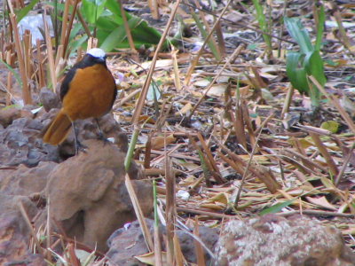 Een fraaie vogel, dichterbij wilde niet lukken ... (crop 50%)