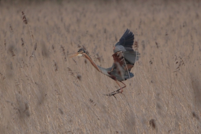Hopelijk een te plaatsen op BP
20D met 70-200 + extender 2
