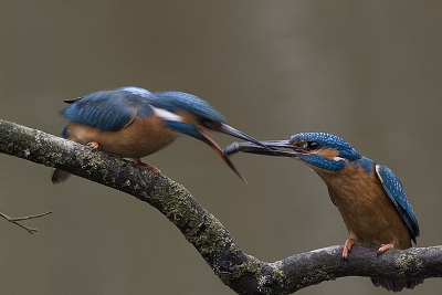 Net als gisteren een actiefoto van ijsvogels, ditmaal de prooioverdracht. Het mannetje zat met visje op de tak. Het vrouwtje kwam luid piepend naast hem zitten en greep direct naar het visje. De snelheid waarmee deze actie plaats vond wordt benadrukt door de bewegingsonscherpte van het vrouwtje.