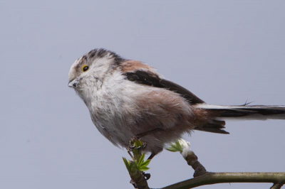 De staartmezen zijn weer druk met zich nestelen.

350D - 70-200IS + 2x @400mm ISO400 F18 1/200 + 430EX