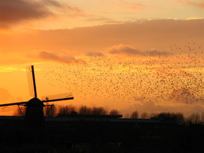 Met een ondergaande zon en mooi 'oranje' licht, kon ik deze zwerm mooi op de foto vastleggen. Wel jammer dat je de gebouwen in het 'zwarte gedeelte' nog vaag kan zien, riet had mooier geweest.