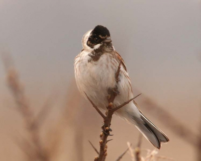 Canon 350D, 400mm, TC 1.4, F7.1, 1/400sec, iso 400.
Tijdens de koffiepauze van de telling op de gorzen werden we door deze gors vergezeld, hoe kan het toepaslijker.