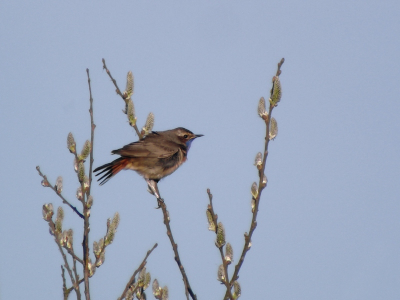 Eigenlijk moest hier een Snor gaan zitten 'snorren', maar die wilde niet. Uiteindelijk kwam dit vogeltje nog even in het laatste zonlicht zitten fluiten.