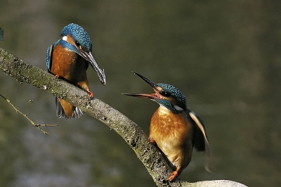 Deze dag waren de ijsvogels niet zo actief als op 31 maart. Maar na lang wachten (vanaf 8:45u) gebeurde het toch tussen 17:15 en 17:45: 2 prooioverdrachten en 1 paring. Dit is het mooiste beeld van die dag.