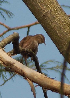 Dag ervoor.
Zelfde plek, zelfde vogel?