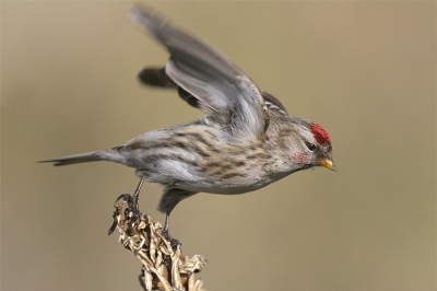 Hier nog een actieplaatje van een grote Barmsijs vrouwtje op het moment van naar beneden vliegen gemaakt.
1 op 1 beeld met de 600mm.