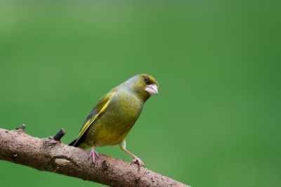 Persoonlijk vindt ik de groenling niet een van de allermooiste vogels die er zijn, maar zo met die mooie groene achtergrond vondt ik hem wel oke. Op dit moment zijn er ontzettend veel en in een grote groep komen ze elke dag met z'n allen op het gras om te foerageren. Die ene keer dat ze dan goed op de door mij uitgekozen tak zitten moet je dan ook razendsnel benutten
