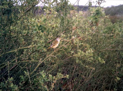 Dit kleine drukke vogeltje was moeilijk te "vangen". Is uiteindelijk toch gelukt. Foto geeft tevens een beeld van het prachtige Galapagos landschap. Scan van foto van dia.