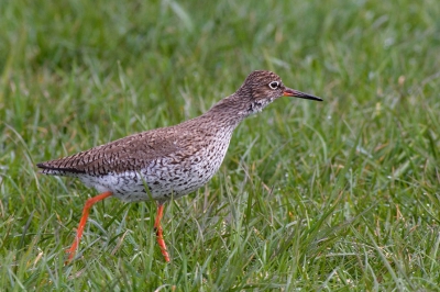 Op zoek naar Grutto's kwam ik als bijvangst deze tureluur tegen. Liep rustig op ongeveer 10 meter van de auto.

Canon Eos 20D en Canon 400mm f/5.6L USM
F/7.1 - 1/200 sec - iso 200 (vanuit de auto)