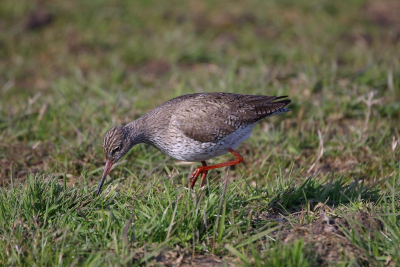 500 mm 200iso F6.7 1\750.
veel tureluurs die zich tegoed doen aan de verse mest die net is uitgereden over het land