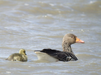 Deze gans met jong kwam ik tegen tijdens een bezoek aan de OVP om m'n camera te testen en het digiscopen een beetje onder de knie te krijgen, valt niet mee om de foto's altijd goed scherp te krijgen. Ook een van de eerste foto's.