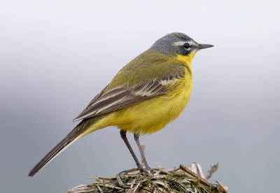 vanmorgen naar de eemshaven , maar het weer viel tegen en ook niet veel vogels te zien. Op de terug weg nog maar even langs de bult  en deze kwik kwam zomaar op 5 meter zitten.