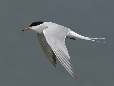 iso 400 ; f8 ; 1/1000 ; -2/3 stap. Uit de hand.
Lastig om de vogel goed in beeld te krijgen als ze dicht langs de hut vliegen.