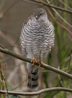 Deze juveniele sperwer zat rustig in de houtwal terwijl ze haar zojuist gevangen spreeuw in de gaten hield. ik kon vanuit de auto tot op 3 meter naderen. Prachtig om te zien en ze bleef wel 3 a 4 minuten zitten.