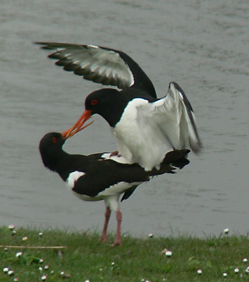 Zo dan even en vluggertje van vandaag .Panasonic FZ30+raynox2,2 op 3MP modus dus extra zoom iso 100 F/4 1/320