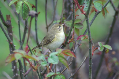 Na een uur wachten kwam deze tjiftjaf eindelijk op de rozen zitten, zo blijkt maar weer vogels zijn niet te sturen en dat maakt de fotografie alleen maar interessanter.
Gemaakt met een 400 mm met een KM5D