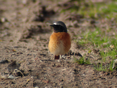 Deze Roodstaart bleef heel even op de grond stil zitten.

1/160 sec iso 100