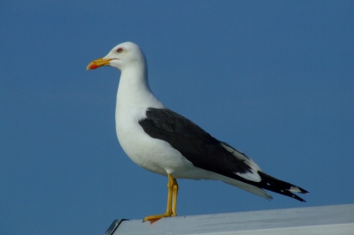 Deze meeuw kwam vanochtend vlak voor mijn slaapkamerraam op een lantaarnpaal zitten.

Fujifilm Finepix S5600 - sluitertijd 1/750 - diafragma 6.4 - 100 ISO